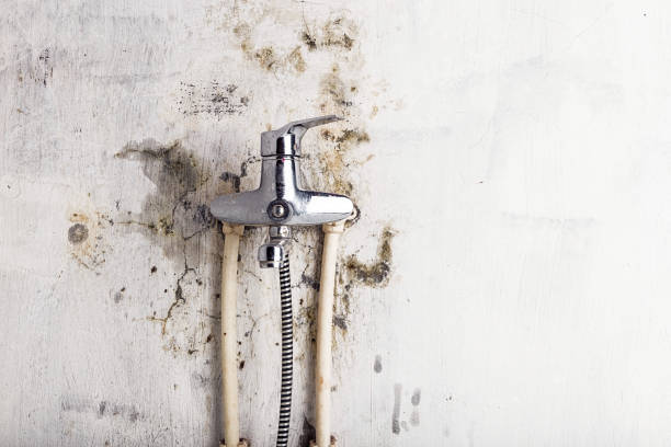 Certified Mold Removal in Knoxville, TN