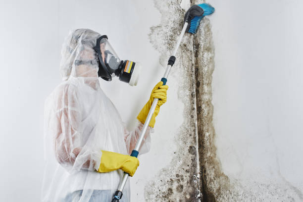 Best Toxic Mold Removal  in Knoxville, TN