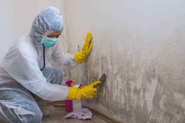 Professional Mold Removal in Knoxville, TN