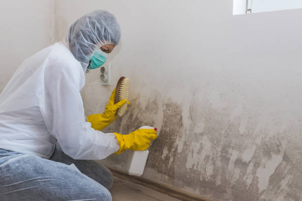 Home Mold Removal in Knoxville, TN