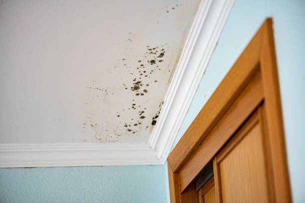 Best Affordable Mold Removal  in Knoxville, TN