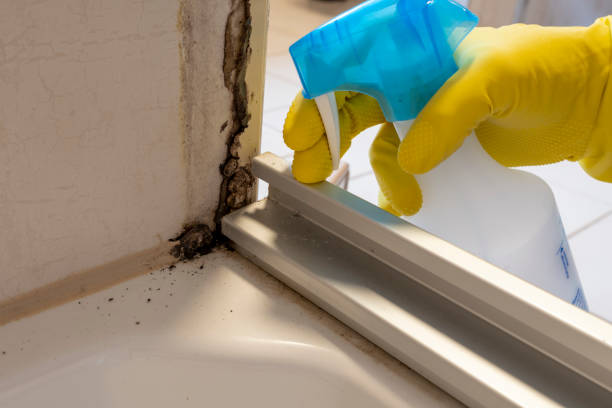 Best Mold Removal Process  in Knoxville, TN