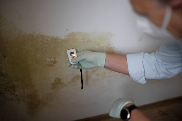 Best Local Mold Removal Service  in Knoxville, TN