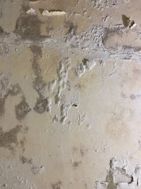 Professional Mold Removal in Knoxville, TN