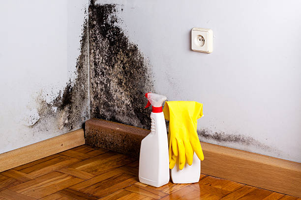 Mold Removal Process in Knoxville, TN