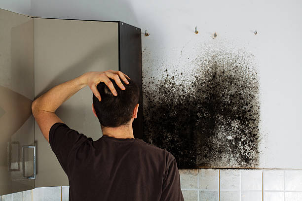 Best Mold Damage Repair  in Knoxville, TN