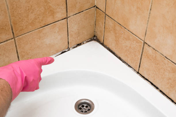 Mold Removal Process in Knoxville, TN